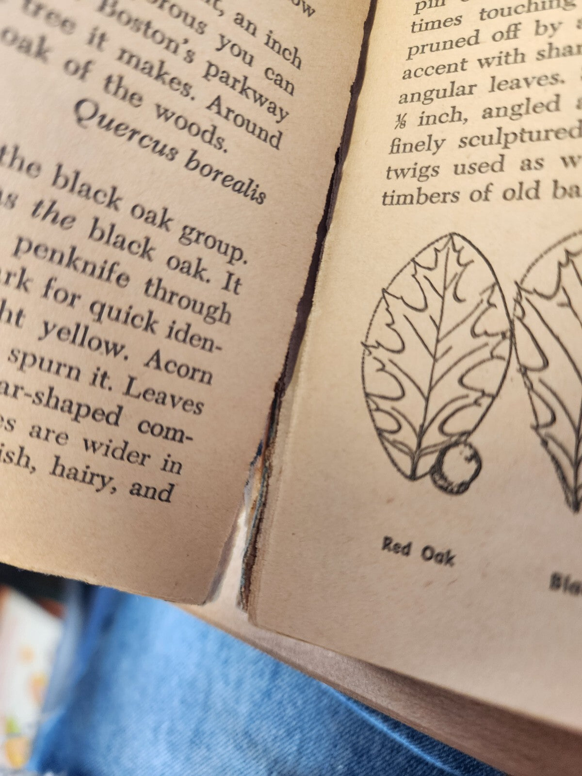 A Pocket Guide To Trees