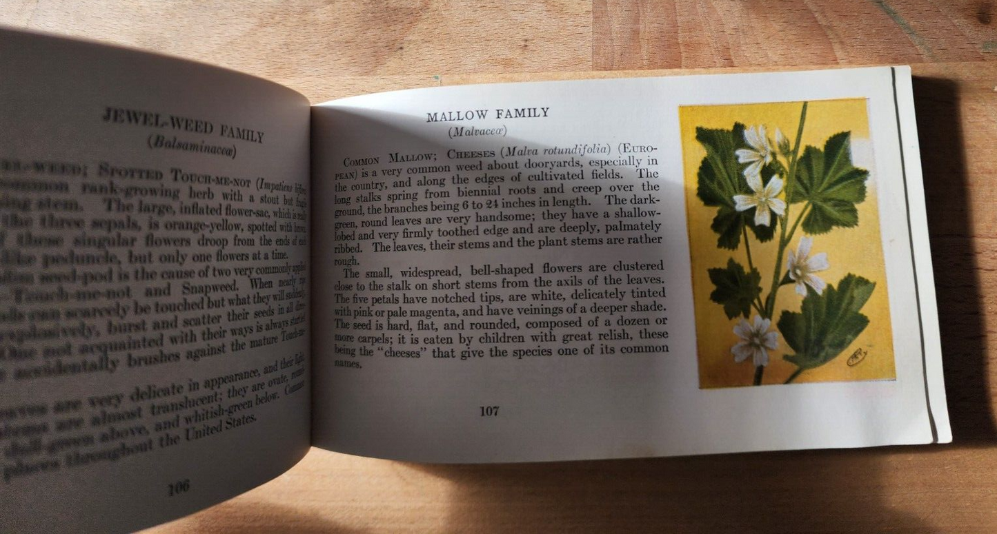 Flower Guide Wild Flowers East Of The Rockies Revised Edition 1925 Chester Reed