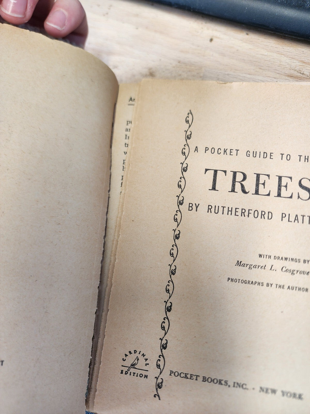 A Pocket Guide To Trees