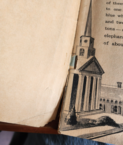 The Great Whales by Herbert S. Zim - 1972