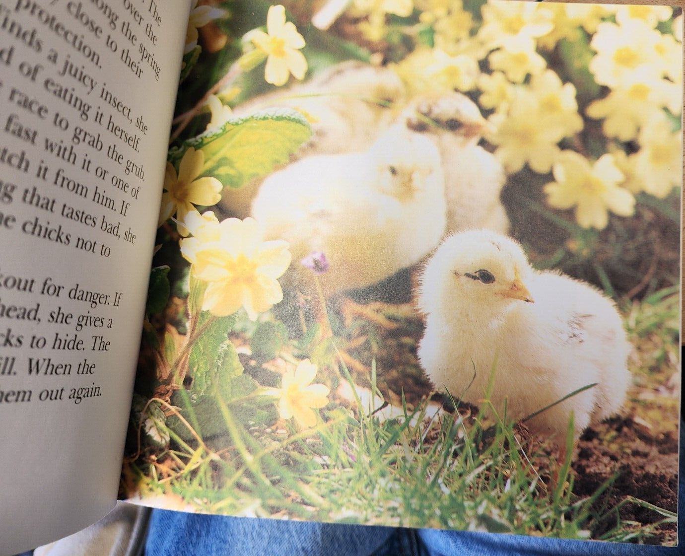 Chester the Chick (How Your Pet Grows) Paperba by Burton, Jane