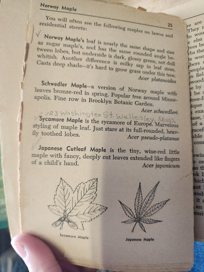 A Pocket Guide To Trees