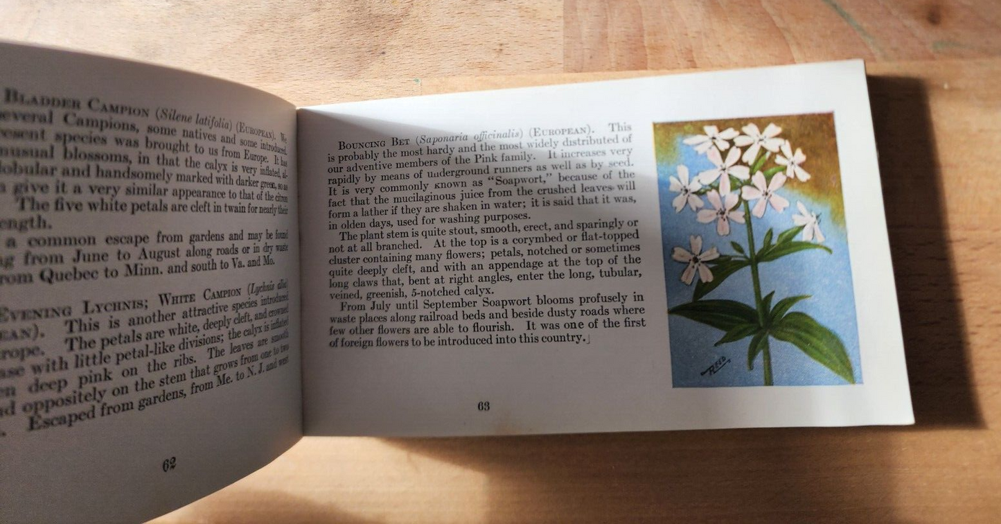 Flower Guide Wild Flowers East Of The Rockies Revised Edition 1925 Chester Reed