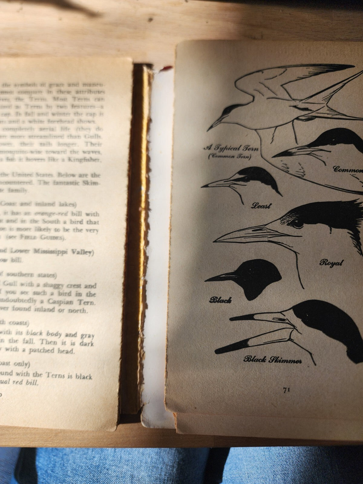 How To Know The Birds: A Simple Aid To Bird Recognition Vtg paperback