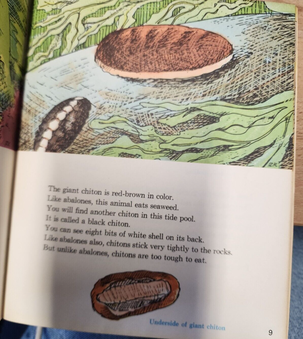 1971 Western Outdoor Environmental Guides Tide pools Color Paperback English