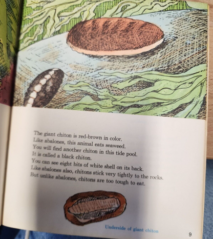 1971 Western Outdoor Environmental Guides Tide pools Color Paperback English