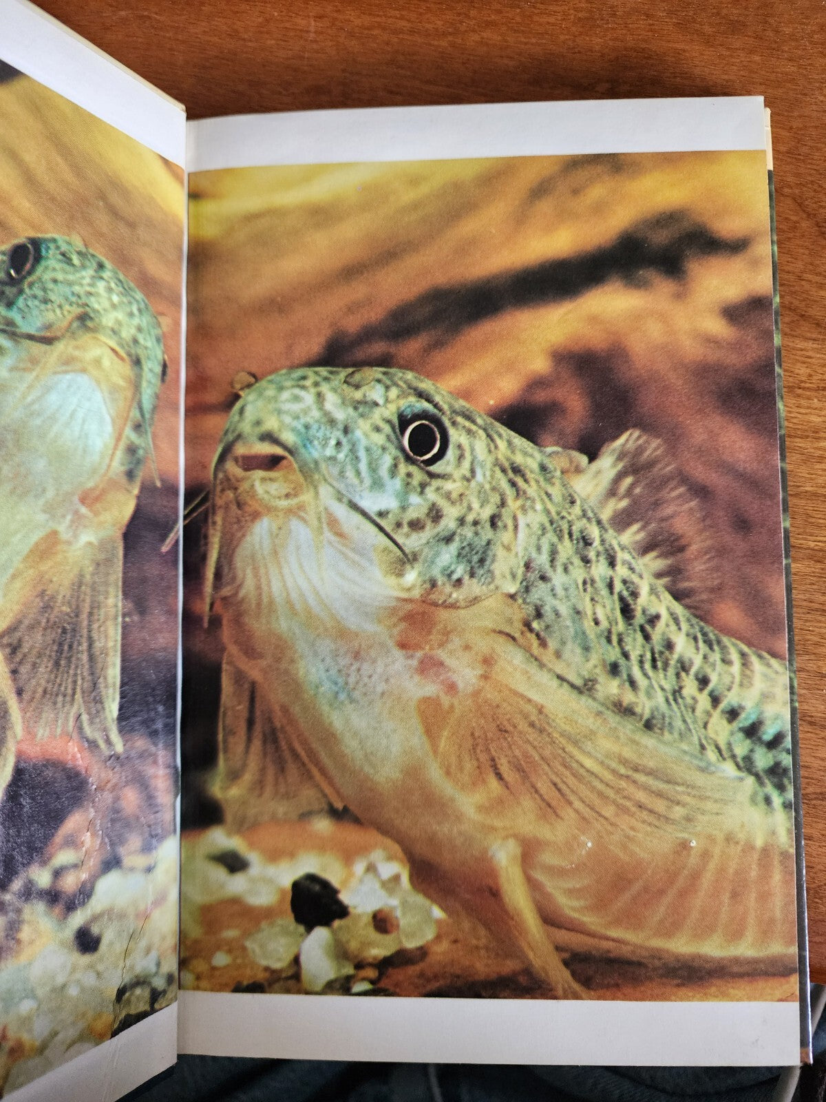 Aquarium Fish - Hardcover By U. Erich Friese