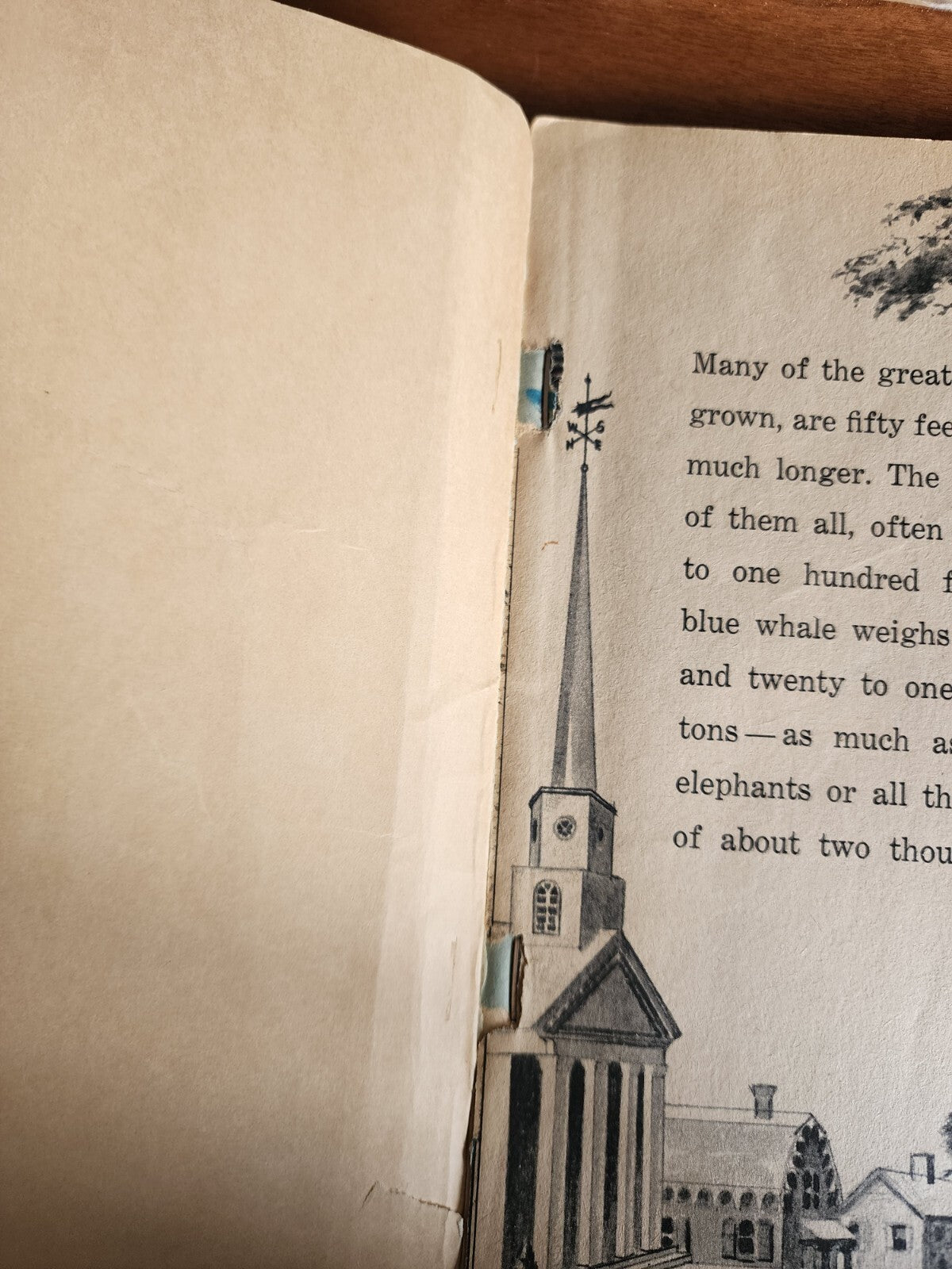 The Great Whales by Herbert S. Zim - 1972