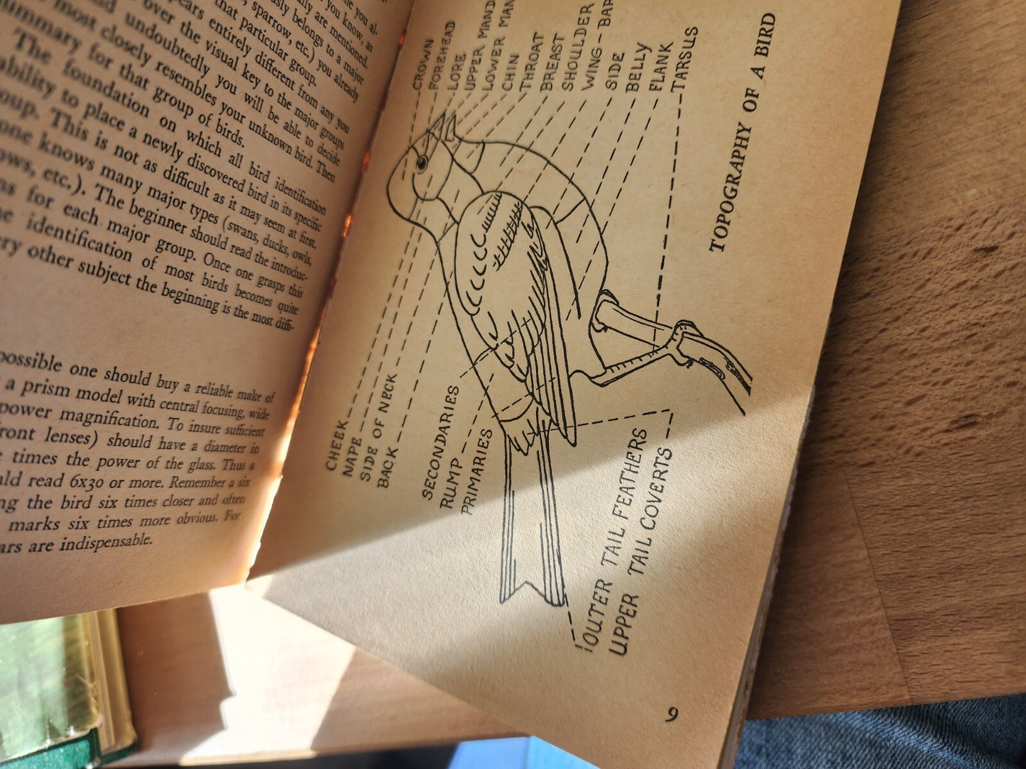 BIRDS The Pocket Guide To Birds by Allan Cruickshank 1954 vtg Paperback