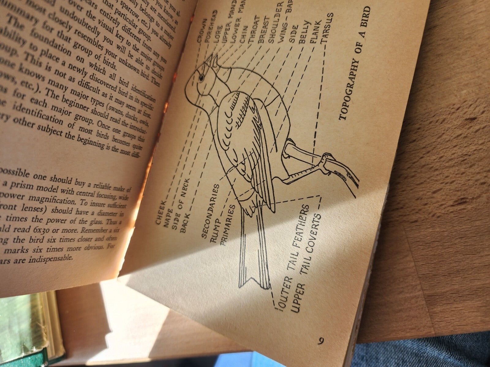 BIRDS The Pocket Guide To Birds by Allan Cruickshank 1954 vtg Paperback