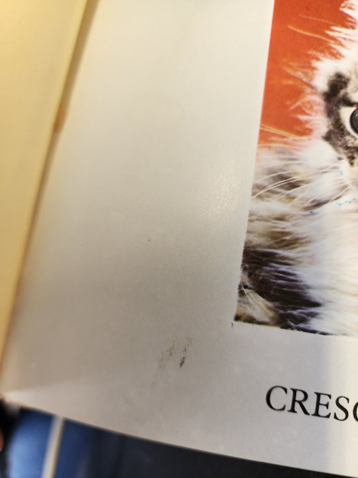 The Color Nature Library CATS Peggy Wratten Hardcover- 1977