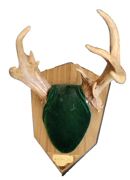 Whitetail Deer Antlers Wall Mount Taxidermy Michigan Buck Horn mounting Kit