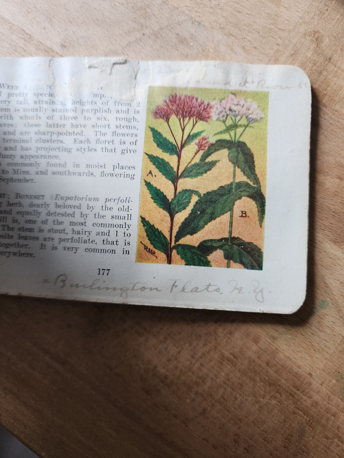Flower Guide, Flowers east of the Rockies, 1913, leather back