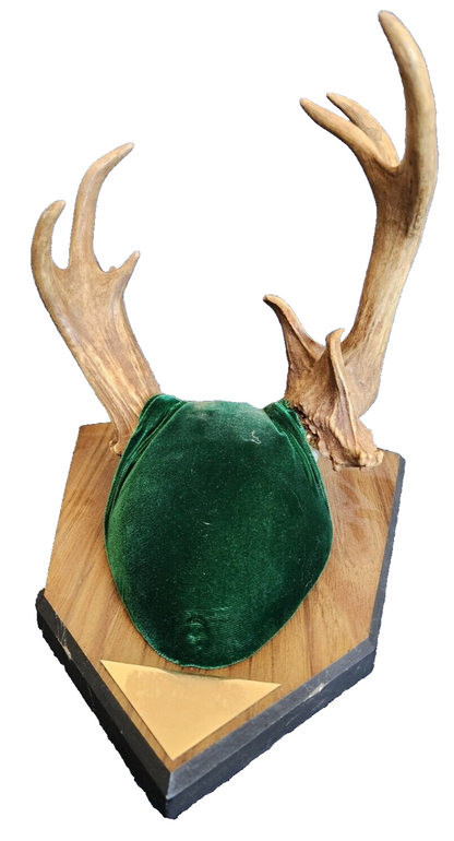 Whitetail Deer Antlers Wall Mount Taxidermy Michigan Buck Horn mounting Kit
